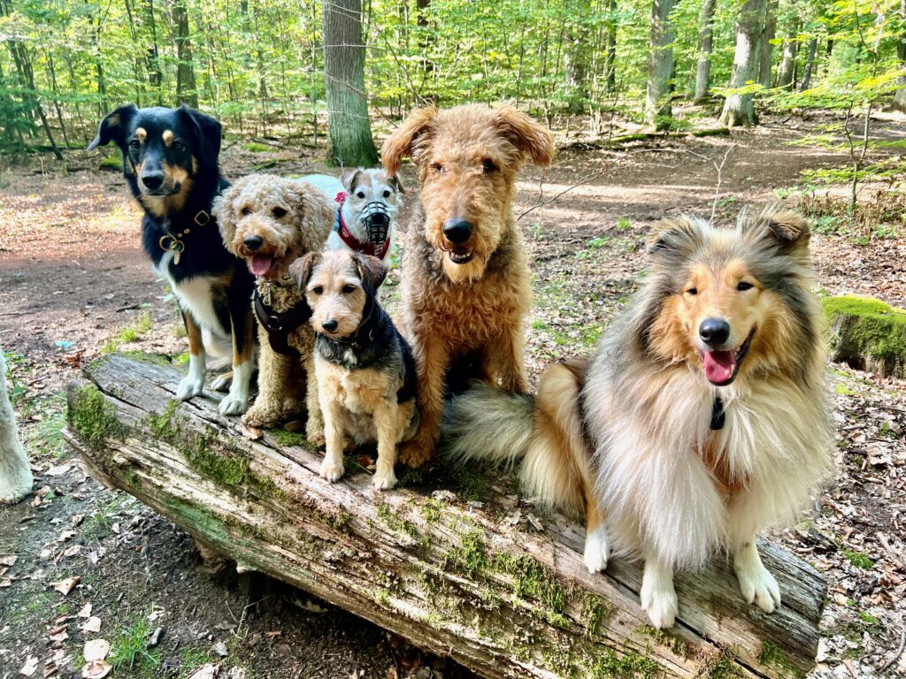 Gruppenbild von Dog to Go